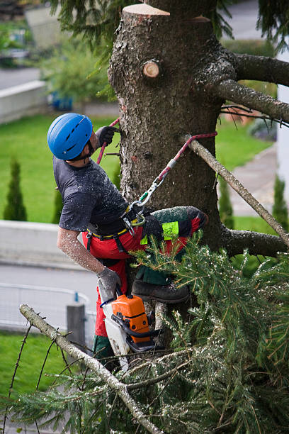 Why Choose Our Tree Removal Services in Gibsonia, PA?